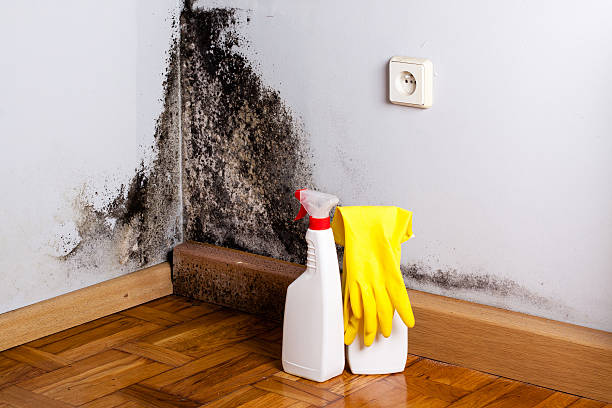 Professional Mold Remediation in Stratford, WI